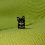 ちびちびチワワ ブラックタン パピー 羊毛フェルト