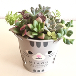 ニャンと多肉♪～寄せ植えセット ねこブリキ鉢 多肉植物 観葉植物 ネコ雑貨