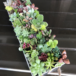 多肉植物 寄せ植え ブリキ缶  15×5×3cm モリモリ♪