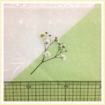 押し花＊かすみ草W15