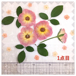 押し花＊バラ