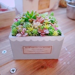 こっそり出品*ﾟ 多肉 寄せ植え