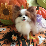 羊毛フェルトパピヨン犬のハロウィン
