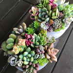 多肉植物 寄せ植えセット セメント鉢 オーダー ご好評につき再再再…販受付 ♪ 送料380円