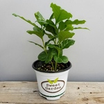 第四種郵便　コーヒーの木　観葉植物