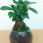 多幸の木「ガジュマル」&DryMoss 丸BigGlass　現品