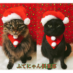再再再再再再入荷！サンタ猫ちゃんの首輪、バンダナ