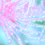 【幻想の花】 写真のある暮らし aoi