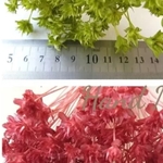 sale品☆ﾐﾆｺｰﾝﾌﾗﾜｰ☆2色50本set☆星の様なかわいい花☆