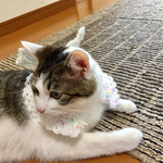 メルヘン猫ちゃん天使