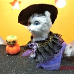 ハロウイン　青い目の猫ちやん