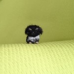 ペキニーズ ブラックタン&ホワイト パピー 羊毛フェルト