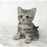  可愛い子猫　アメリカンショートヘア限定　Anzu様リクエスト品  