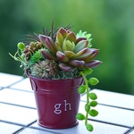 多肉植物フェイクブリキバケツ（red）再販