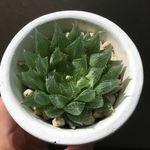 多肉植物「青雲の舞」②ハオルチア