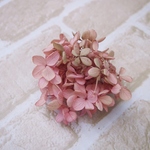 【単品】紫陽花プリザーブドフラワー「ピンクライム」