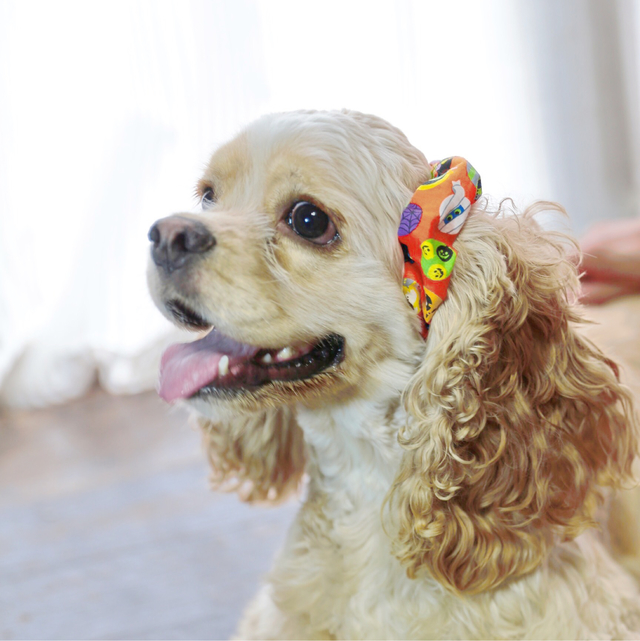 犬用 シュシュ ハロウィン オレンジ ハンドメイドマーケット Minne