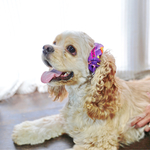 犬用  シュシュ ハロウィン パープル