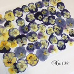 ♡人気商品♡送料無料！訳ありビオラ 押し花セット♡