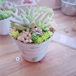 こっそり出品*ﾟ 多肉 寄せ植え