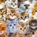 【オランダ製】海外 ファブリック　デジタルプリント猫ちゃん