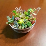多肉植物★カラフルガラス★