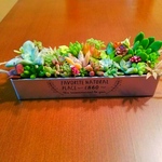 多肉植物★もりもりブリキ缶★