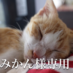 襟首輪