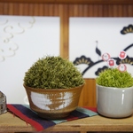 お正月飾りに　苔玉そっくりピンクッション＋ひつじマチ針　2