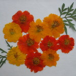 New!!黄色系コスモス　１０輪。。。押花素材