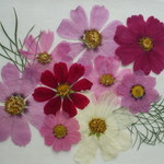 New!!ピンク系コスモス　１０輪。。。押花素材