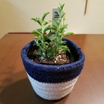 多肉植物★ドルフィンネックレス★抜き苗★