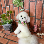 モデルポーズのマルチーズchan