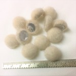 カボション丸皿１７ｍｍクリーム１２個