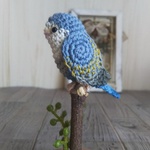 コザクラインコ：ブルー