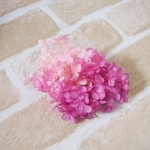 【単品】紫陽花プリザーブドフラワー「アナベルカシスピンク」