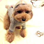 ❤️送料無料❤️新商品❤️パーカーニット各サイズ犬服【受注製作】