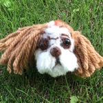 ミックス犬のカシラ