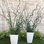 ラセンイ#観葉植物#おしゃれ#インテリアグリーン🌿