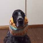 ♡ジャガードニット・チロリアンanimal！マスタードリブニット♡中型犬用スヌード