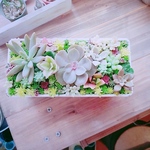 o8o3様専用ページ  多肉 寄せ植え
