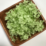 紫陽花 1/2輪分(クリアグリーン)
