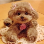 lovely * dog 　（プードル）