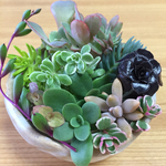 mmm14様オーダー品☆多肉寄せ植え☆