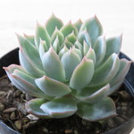 多肉植物　"すみれ牡丹"