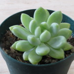多肉植物　セダム　"クラバツム"