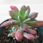 多肉植物　"ミニベル"