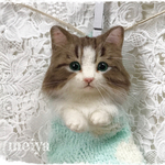 ☆Iruma🐾coco🐾様ご購入ご予約品くつしたにゃんこ☆彡ノルウェージャンフォレストキャット