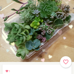 多肉植物  詰め詰めパック
