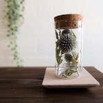 植物標本　Botanical Collection■Lサイズボトル■ No.L-12　ルリダマアザミ